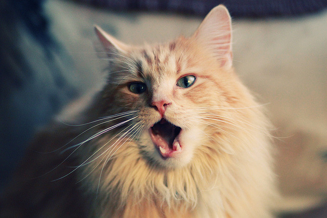 德国男子皮划艇选手诺亚·赫格获得铜牌，奥运男子皮划艇