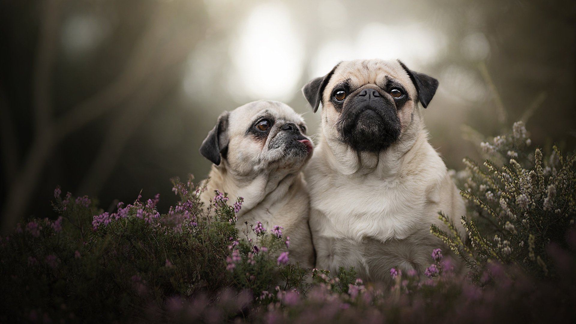 新媒体平台成为中国足球推广与粉丝互动的主要渠道，十大足球媒体