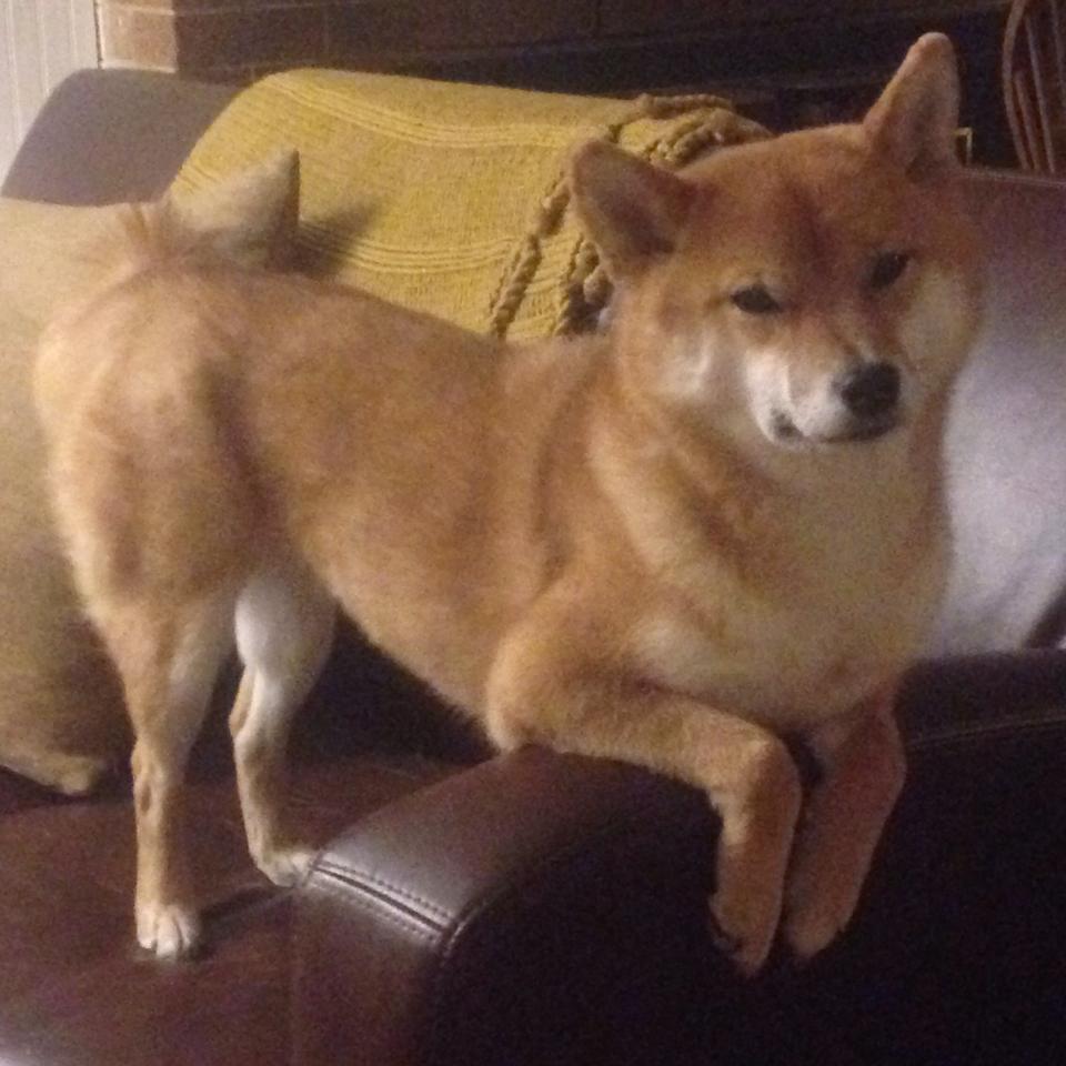 开云官网在线-“生死瞬间：救援背后的人性光辉”，生死瞬间视频